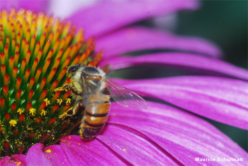 Coneflower Pollination by Maurice Schulman