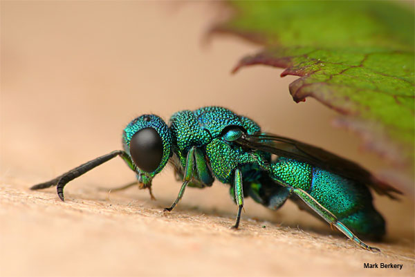 Neon Blue Delight by Mark Berkery