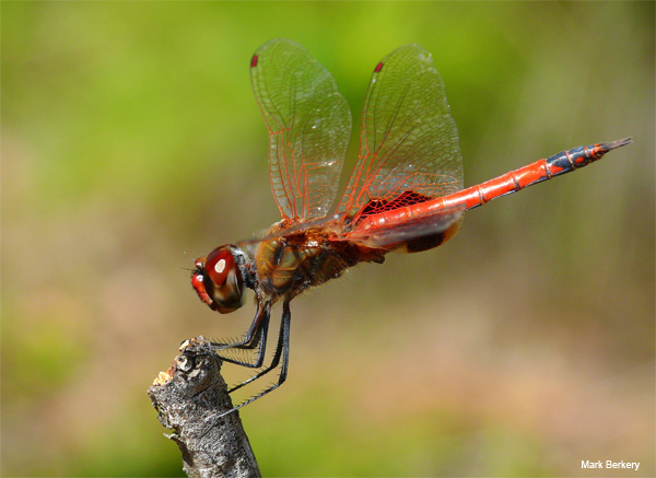 Red Lace Dragon by Mark Berkery