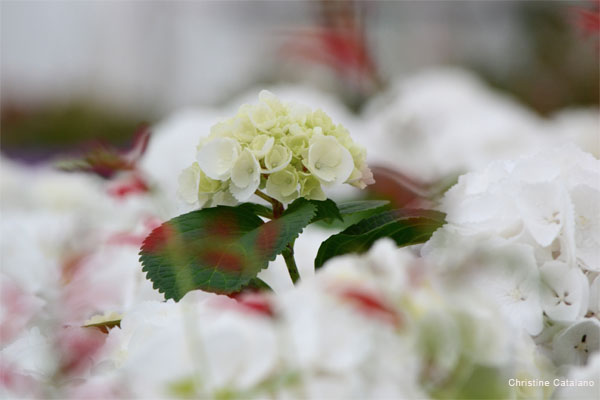 Bouquet in White by Christine Catalano