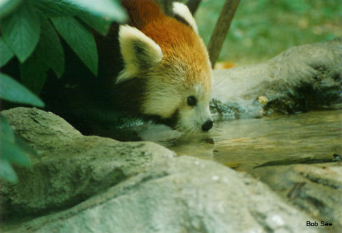 Red Panda by Bob See