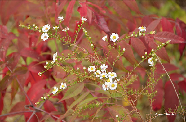 Wild Asters by Carole Bouchard